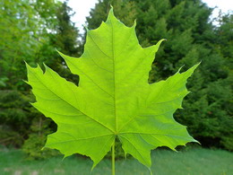 افرای چناری